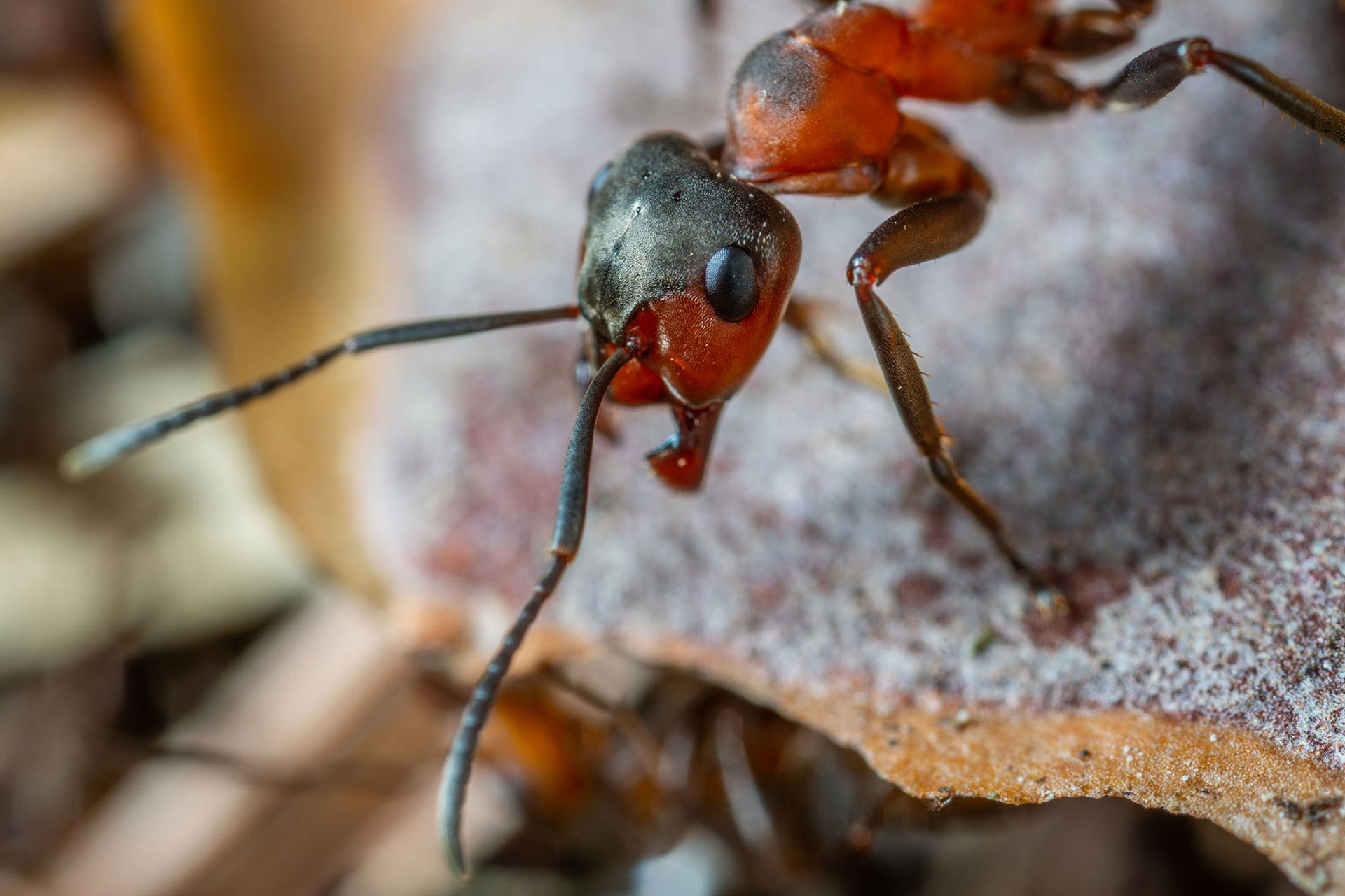 Ants-treatment-canberra