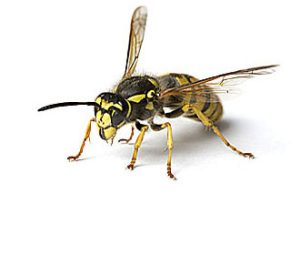 European Wasps in Canberra: A Growing Concern – Canberra Pest Control Group